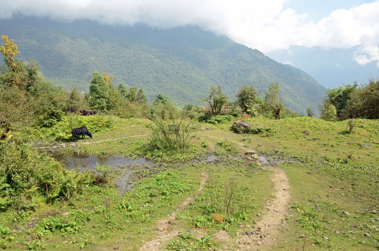 12 Trail On The Long Descent From Tadapani To The Bridge Over The Khumnu Khola On The Way From Ghorepani To Chomrong 